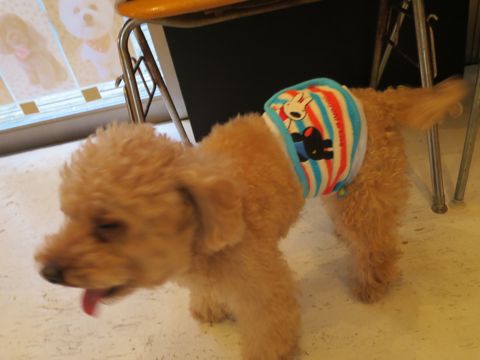 ビションフリーゼフントヒュッテ文京区駒込ビション子犬こいぬ赤ちゃん出産情報ビション父チャンピオン血統毛量オス子犬おんなのこ東京ビション画像性格かわいい_772.jpg