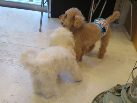 ビションフリーゼフントヒュッテ文京区駒込ビション子犬こいぬ赤ちゃん出産情報ビション父チャンピオン血統毛量オス子犬おんなのこ東京ビション画像性格かわいい_773.jpg