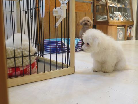 ビションフリーゼフントヒュッテ文京区駒込ビション子犬こいぬ赤ちゃん出産情報ビション父チャンピオン血統毛量オス子犬おんなのこ東京ビション画像性格かわいい_776.jpg