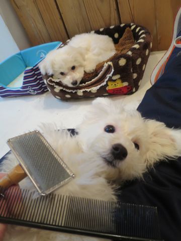 ビションフリーゼフントヒュッテ文京区駒込ビション子犬こいぬ赤ちゃん出産情報ビション父チャンピオン血統毛量オス子犬おんなのこ東京ビション画像性格かわいい_777.jpg