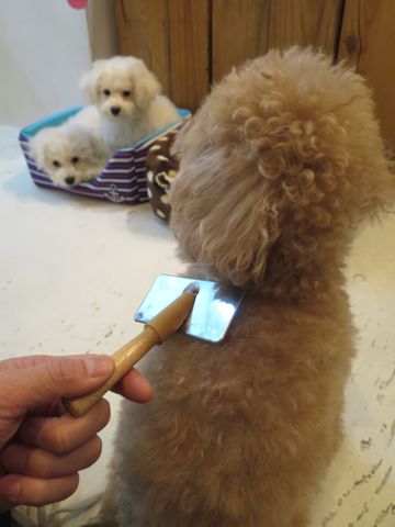 ビションフリーゼフントヒュッテ文京区駒込ビション子犬こいぬ赤ちゃん出産情報ビション父チャンピオン血統毛量オス子犬おんなのこ東京ビション画像性格かわいい_778.jpg