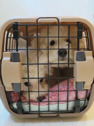 ビションフリーゼフントヒュッテ文京区駒込ビション子犬こいぬ赤ちゃん出産情報ビション父チャンピオン血統毛量オス子犬おんなのこ東京ビション画像性格かわいい_782.jpg