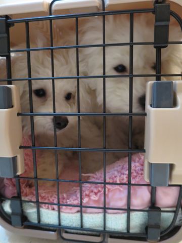 ビションフリーゼフントヒュッテ文京区駒込ビション子犬こいぬ赤ちゃん出産情報ビション父チャンピオン血統毛量オス子犬おんなのこ東京ビション画像性格かわいい_783.jpg
