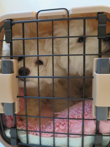 ビションフリーゼフントヒュッテ文京区駒込ビション子犬こいぬ赤ちゃん出産情報ビション父チャンピオン血統毛量オス子犬おんなのこ東京ビション画像性格かわいい_784.jpg