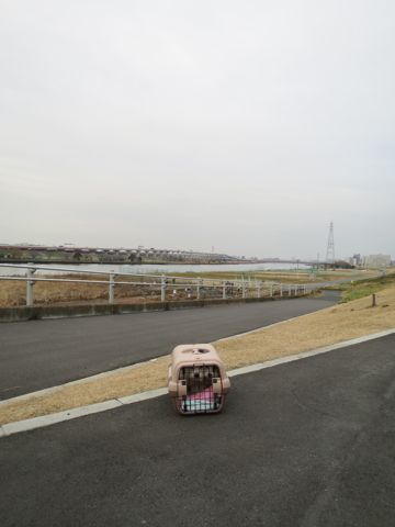 ビションフリーゼフントヒュッテ文京区駒込ビション子犬こいぬ赤ちゃん出産情報ビション父チャンピオン血統毛量オス子犬おんなのこ東京ビション画像性格かわいい_785.jpg