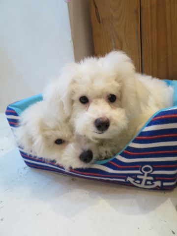 ビションフリーゼフントヒュッテ文京区駒込ビション子犬こいぬ赤ちゃん出産情報ビション父チャンピオン血統毛量オス子犬おんなのこ東京ビション画像性格かわいい_781a.jpg
