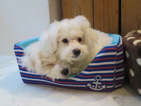 ビションフリーゼフントヒュッテ文京区駒込ビション子犬こいぬ赤ちゃん出産情報ビション父チャンピオン血統毛量オス子犬おんなのこ東京ビション画像性格かわいい_781b.jpg