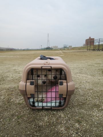 ビションフリーゼフントヒュッテ文京区駒込ビション子犬こいぬ赤ちゃん出産情報ビション父チャンピオン血統毛量オス子犬おんなのこ東京ビション画像性格かわいい_787.jpg