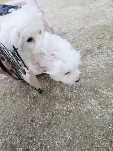 ビションフリーゼフントヒュッテ文京区駒込ビション子犬こいぬ赤ちゃん出産情報ビション父チャンピオン血統毛量オス子犬おんなのこ東京ビション画像性格かわいい_788.jpg