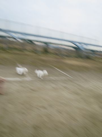 ビションフリーゼフントヒュッテ文京区駒込ビション子犬こいぬ赤ちゃん出産情報ビション父チャンピオン血統毛量オス子犬おんなのこ東京ビション画像性格かわいい_790.jpg