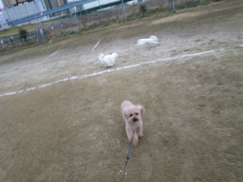 ビションフリーゼフントヒュッテ文京区駒込ビション子犬こいぬ赤ちゃん出産情報ビション父チャンピオン血統毛量オス子犬おんなのこ東京ビション画像性格かわいい_792.jpg