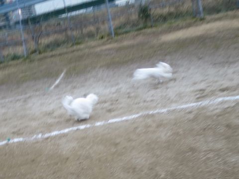 ビションフリーゼフントヒュッテ文京区駒込ビション子犬こいぬ赤ちゃん出産情報ビション父チャンピオン血統毛量オス子犬おんなのこ東京ビション画像性格かわいい_793.jpg