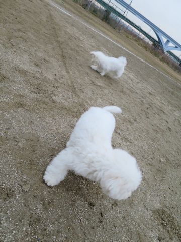 ビションフリーゼフントヒュッテ文京区駒込ビション子犬こいぬ赤ちゃん出産情報ビション父チャンピオン血統毛量オス子犬おんなのこ東京ビション画像性格かわいい_794.jpg