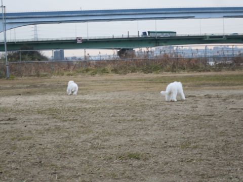 ビションフリーゼフントヒュッテ文京区駒込ビション子犬こいぬ赤ちゃん出産情報ビション父チャンピオン血統毛量オス子犬おんなのこ東京ビション画像性格かわいい_795.jpg