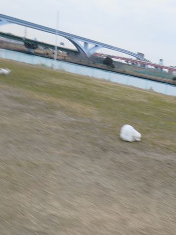 ビションフリーゼフントヒュッテ文京区駒込ビション子犬こいぬ赤ちゃん出産情報ビション父チャンピオン血統毛量オス子犬おんなのこ東京ビション画像性格かわいい_796.jpg