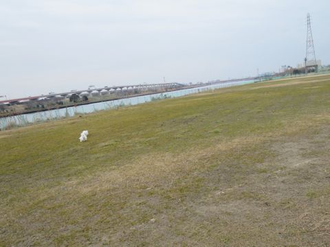 ビションフリーゼフントヒュッテ文京区駒込ビション子犬こいぬ赤ちゃん出産情報ビション父チャンピオン血統毛量オス子犬おんなのこ東京ビション画像性格かわいい_797.jpg