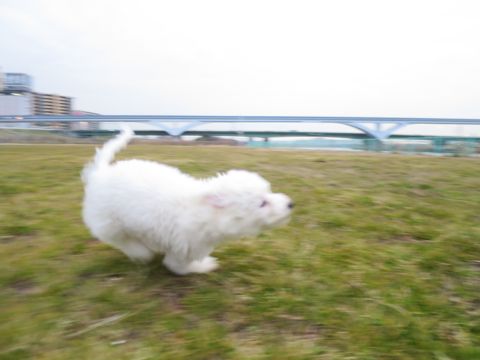 ビションフリーゼフントヒュッテ文京区駒込ビション子犬こいぬ赤ちゃん出産情報ビション父チャンピオン血統毛量オス子犬おんなのこ東京ビション画像性格かわいい_798.jpg