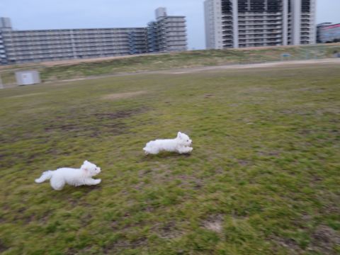 ビションフリーゼフントヒュッテ文京区駒込ビション子犬こいぬ赤ちゃん出産情報ビション父チャンピオン血統毛量オス子犬おんなのこ東京ビション画像性格かわいい_799.jpg