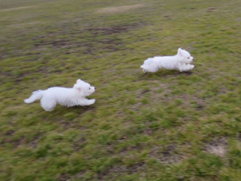 ビションフリーゼフントヒュッテ文京区駒込ビション子犬こいぬ赤ちゃん出産情報ビション父チャンピオン血統毛量オス子犬おんなのこ東京ビション画像性格かわいい_800.jpg