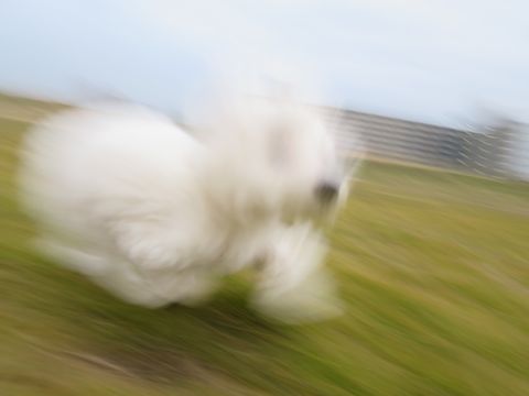 ビションフリーゼフントヒュッテ文京区駒込ビション子犬こいぬ赤ちゃん出産情報ビション父チャンピオン血統毛量オス子犬おんなのこ東京ビション画像性格かわいい_801.jpg
