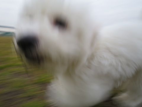 ビションフリーゼフントヒュッテ文京区駒込ビション子犬こいぬ赤ちゃん出産情報ビション父チャンピオン血統毛量オス子犬おんなのこ東京ビション画像性格かわいい_802.jpg