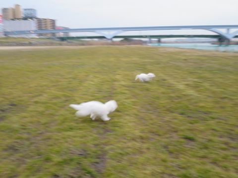 ビションフリーゼフントヒュッテ文京区駒込ビション子犬こいぬ赤ちゃん出産情報ビション父チャンピオン血統毛量オス子犬おんなのこ東京ビション画像性格かわいい_804.jpg