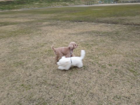 ビションフリーゼフントヒュッテ文京区駒込ビション子犬こいぬ赤ちゃん出産情報ビション父チャンピオン血統毛量オス子犬おんなのこ東京ビション画像性格かわいい_808.jpg