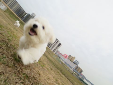 ビションフリーゼフントヒュッテ文京区駒込ビション子犬こいぬ赤ちゃん出産情報ビション父チャンピオン血統毛量オス子犬おんなのこ東京ビション画像性格かわいい_809.jpg