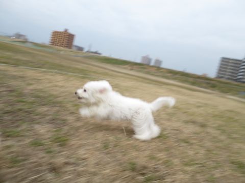ビションフリーゼフントヒュッテ文京区駒込ビション子犬こいぬ赤ちゃん出産情報ビション父チャンピオン血統毛量オス子犬おんなのこ東京ビション画像性格かわいい_810.jpg