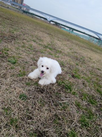ビションフリーゼフントヒュッテ文京区駒込ビション子犬こいぬ赤ちゃん出産情報ビション父チャンピオン血統毛量オス子犬おんなのこ東京ビション画像性格かわいい_811.jpg