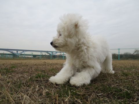 ビションフリーゼフントヒュッテ文京区駒込ビション子犬こいぬ赤ちゃん出産情報ビション父チャンピオン血統毛量オス子犬おんなのこ東京ビション画像性格かわいい_812.jpg