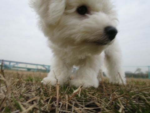 ビションフリーゼフントヒュッテ文京区駒込ビション子犬こいぬ赤ちゃん出産情報ビション父チャンピオン血統毛量オス子犬おんなのこ東京ビション画像性格かわいい_813.jpg