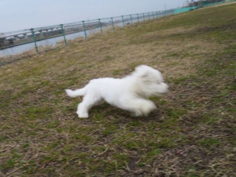 ビションフリーゼフントヒュッテ文京区駒込ビション子犬こいぬ赤ちゃん出産情報ビション父チャンピオン血統毛量オス子犬おんなのこ東京ビション画像性格かわいい_817.jpg