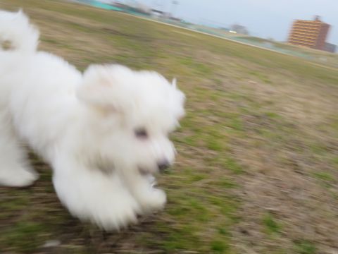 ビションフリーゼフントヒュッテ文京区駒込ビション子犬こいぬ赤ちゃん出産情報ビション父チャンピオン血統毛量オス子犬おんなのこ東京ビション画像性格かわいい_818.jpg
