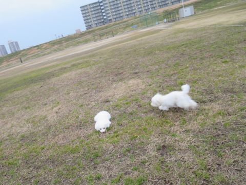 ビションフリーゼフントヒュッテ文京区駒込ビション子犬こいぬ赤ちゃん出産情報ビション父チャンピオン血統毛量オス子犬おんなのこ東京ビション画像性格かわいい_819.jpg