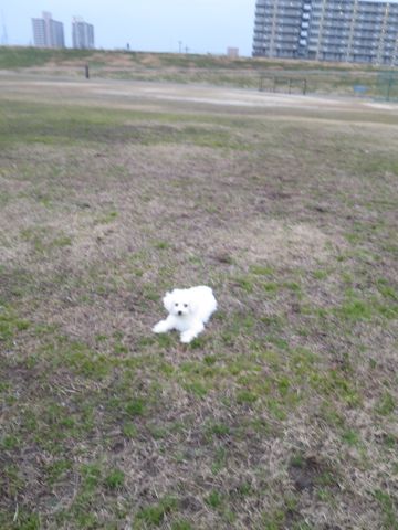 ビションフリーゼフントヒュッテ文京区駒込ビション子犬こいぬ赤ちゃん出産情報ビション父チャンピオン血統毛量オス子犬おんなのこ東京ビション画像性格かわいい_820.jpg
