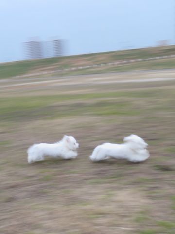 ビションフリーゼフントヒュッテ文京区駒込ビション子犬こいぬ赤ちゃん出産情報ビション父チャンピオン血統毛量オス子犬おんなのこ東京ビション画像性格かわいい_822.jpg