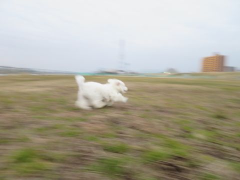ビションフリーゼフントヒュッテ文京区駒込ビション子犬こいぬ赤ちゃん出産情報ビション父チャンピオン血統毛量オス子犬おんなのこ東京ビション画像性格かわいい_823.jpg