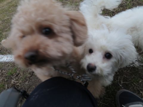 ビションフリーゼフントヒュッテ文京区駒込ビション子犬こいぬ赤ちゃん出産情報ビション父チャンピオン血統毛量オス子犬おんなのこ東京ビション画像性格かわいい_824.jpg