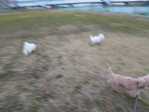 ビションフリーゼフントヒュッテ文京区駒込ビション子犬こいぬ赤ちゃん出産情報ビション父チャンピオン血統毛量オス子犬おんなのこ東京ビション画像性格かわいい_825.jpg