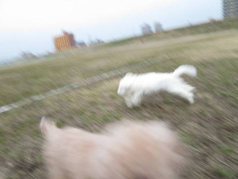 ビションフリーゼフントヒュッテ文京区駒込ビション子犬こいぬ赤ちゃん出産情報ビション父チャンピオン血統毛量オス子犬おんなのこ東京ビション画像性格かわいい_826.jpg