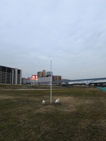 ビションフリーゼフントヒュッテ文京区駒込ビション子犬こいぬ赤ちゃん出産情報ビション父チャンピオン血統毛量オス子犬おんなのこ東京ビション画像性格かわいい_827.jpg