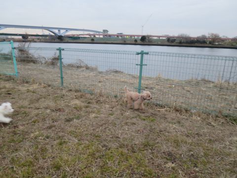 ビションフリーゼフントヒュッテ文京区駒込ビション子犬こいぬ赤ちゃん出産情報ビション父チャンピオン血統毛量オス子犬おんなのこ東京ビション画像性格かわいい_828.jpg