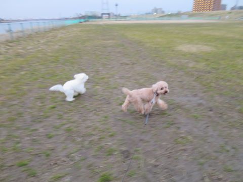 ビションフリーゼフントヒュッテ文京区駒込ビション子犬こいぬ赤ちゃん出産情報ビション父チャンピオン血統毛量オス子犬おんなのこ東京ビション画像性格かわいい_829.jpg