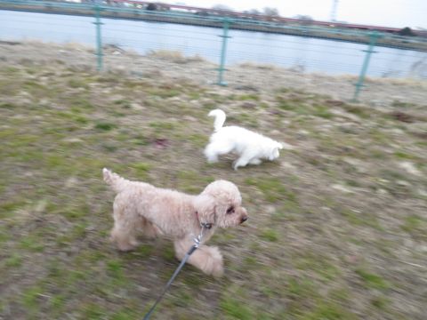 ビションフリーゼフントヒュッテ文京区駒込ビション子犬こいぬ赤ちゃん出産情報ビション父チャンピオン血統毛量オス子犬おんなのこ東京ビション画像性格かわいい_830.jpg