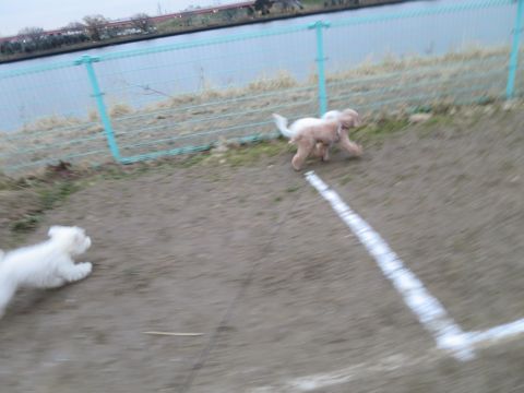 ビションフリーゼフントヒュッテ文京区駒込ビション子犬こいぬ赤ちゃん出産情報ビション父チャンピオン血統毛量オス子犬おんなのこ東京ビション画像性格かわいい_831.jpg