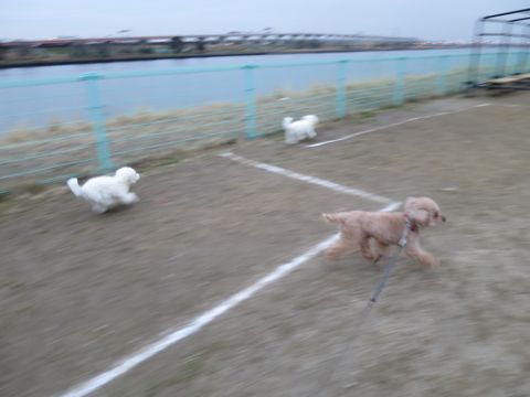 ビションフリーゼフントヒュッテ文京区駒込ビション子犬こいぬ赤ちゃん出産情報ビション父チャンピオン血統毛量オス子犬おんなのこ東京ビション画像性格かわいい_832.jpg