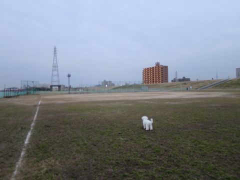 ビションフリーゼフントヒュッテ文京区駒込ビション子犬こいぬ赤ちゃん出産情報ビション父チャンピオン血統毛量オス子犬おんなのこ東京ビション画像性格かわいい_833.jpg