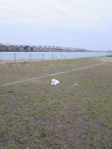 ビションフリーゼフントヒュッテ文京区駒込ビション子犬こいぬ赤ちゃん出産情報ビション父チャンピオン血統毛量オス子犬おんなのこ東京ビション画像性格かわいい_834.jpg