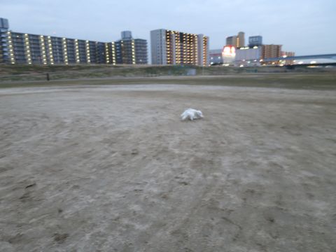 ビションフリーゼフントヒュッテ文京区駒込ビション子犬こいぬ赤ちゃん出産情報ビション父チャンピオン血統毛量オス子犬おんなのこ東京ビション画像性格かわいい_837.jpg